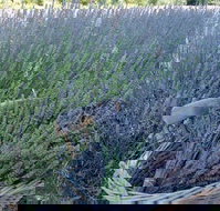 Melton - Whitsundays Accommodation