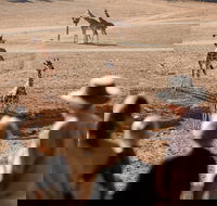 Monarto Safari Park - Whitsundays Accommodation