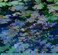 Pine Creek Water Gardens - Whitsundays Accommodation