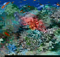 Steve's Bommie Dive Site - Whitsundays Accommodation