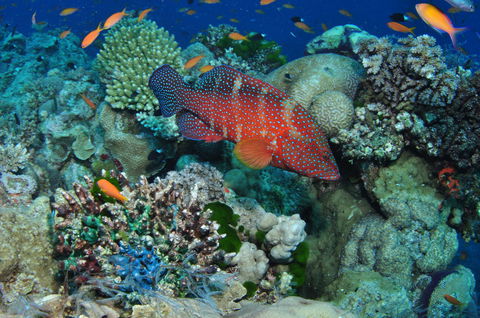 Steve's Bommie Dive Site - Whitsundays Accommodation 0