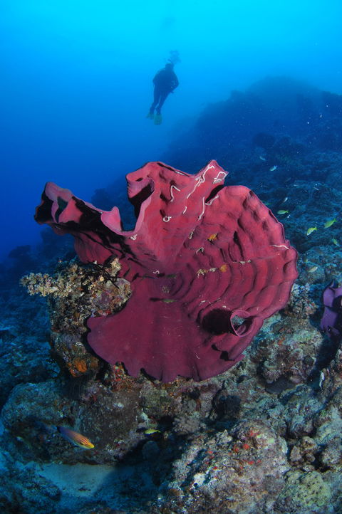 Steve's Bommie Dive Site - Whitsundays Accommodation 1