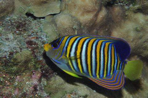 Steve's Bommie Dive Site - Whitsundays Accommodation 2