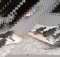 The Patriarch Wildlife Sanctuary - Whitsundays Accommodation