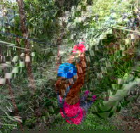 TreeTop Challenge - Sunshine Coast - Whitsundays Accommodation