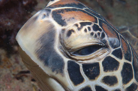 Turtle Bommie - Whitsundays Accommodation 0