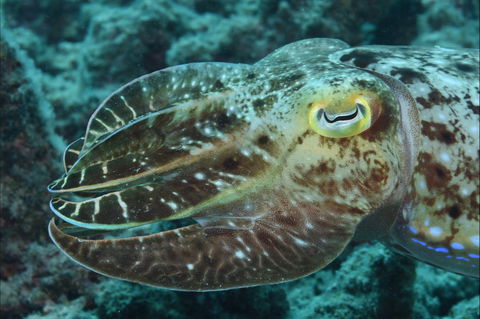 Turtle Bommie - Whitsundays Accommodation 1