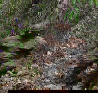 Understory Art In Nature - Whitsundays Accommodation