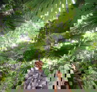 Wet Tropics Rainforest - Whitsundays Accommodation