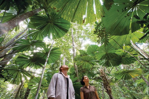 Wet Tropics Rainforest - Whitsundays Accommodation 0