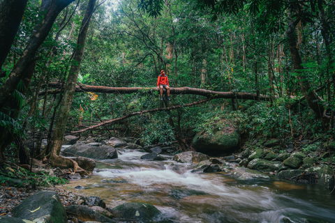 Wet Tropics Rainforest - Whitsundays Accommodation 1