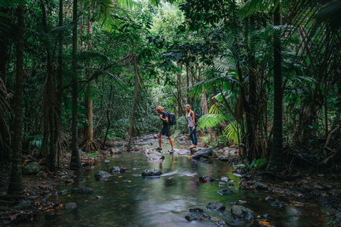 Wet Tropics Rainforest - Whitsundays Accommodation 2
