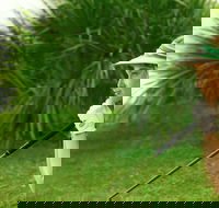 Whitsunday Green Club Golf - Whitsundays Accommodation