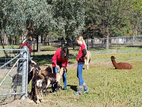 Animal Farm Visit - Whitsundays Accommodation 1
