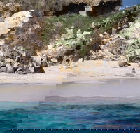 Australian Sea Lions - Whitsundays Accommodation