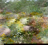 Ben Hall's Cave Walking Track - Whitsundays Accommodation