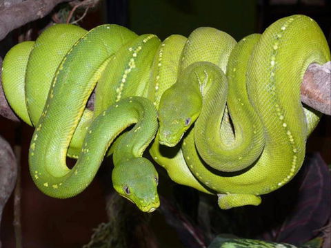 Canberra Reptile Zoo - Whitsundays Accommodation 1