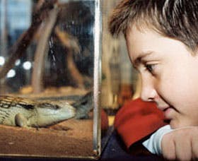 Canberra Reptile Zoo - Whitsundays Accommodation 2