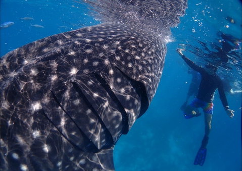 Coastal Water Dive - Whitsundays Accommodation 0