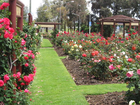 Cowra Rose Garden - Whitsundays Accommodation 0