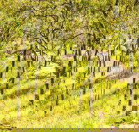 Davies Creek Mountain Bike Park - Whitsundays Accommodation