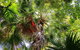 Depot Beach Rainforest Walk - thumb 0