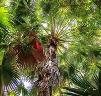 Depot Beach Rainforest Walk - Whitsundays Accommodation