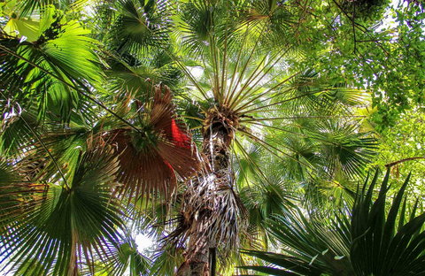Depot Beach Rainforest Walk - Whitsundays Accommodation 0