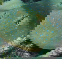 Fitzroy Island Dive Site - Whitsundays Accommodation