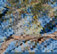 Greenough River Nature Trail - Whitsundays Accommodation