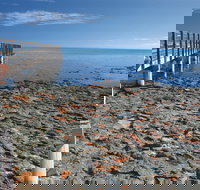 Hamelin Pool Stromatolites - Whitsundays Accommodation