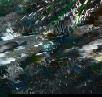 Howard Springs Nature Park - Whitsundays Accommodation