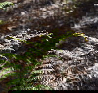 Langwarrin Flora and Fauna Reserve Walking Trails - Whitsundays Accommodation