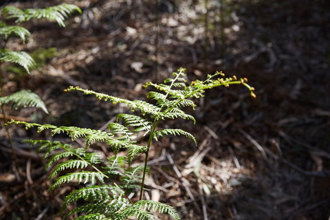 Langwarrin Flora And Fauna Reserve Walking Trails - Whitsundays Accommodation 0