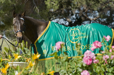 Living Legends: The International Home Of Rest For Champion Horses - Whitsundays Accommodation 0