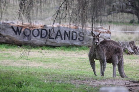 Living Legends: The International Home Of Rest For Champion Horses - Whitsundays Accommodation 1