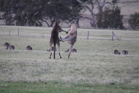 Living Legends: The International Home Of Rest For Champion Horses - Whitsundays Accommodation 2