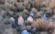 Lonely Graves Of The Furneaux Islands Exhibition - thumb 2