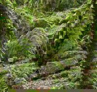 Lyrebird Walking Track - Whitsundays Accommodation