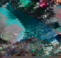 Middle Reef Dive Site - Whitsundays Accommodation