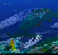 Osprey Reef - Whitsundays Accommodation