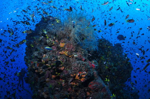 SS Yongala Dive Site - Whitsundays Accommodation 2