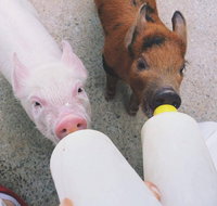Swan Valley Cuddly Animal Farm - Whitsundays Accommodation