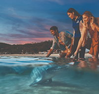 Tangalooma Wild Dolphin Feeding - Whitsundays Accommodation