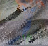 Beyeria Walk - Whitsundays Accommodation