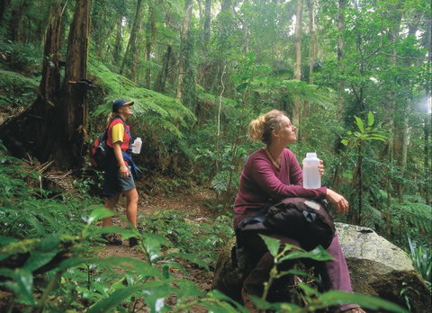 Binna Burra, Lamington National Park - Whitsundays Accommodation 0