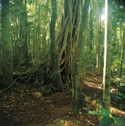Binna Burra, Lamington National Park - Whitsundays Accommodation 1