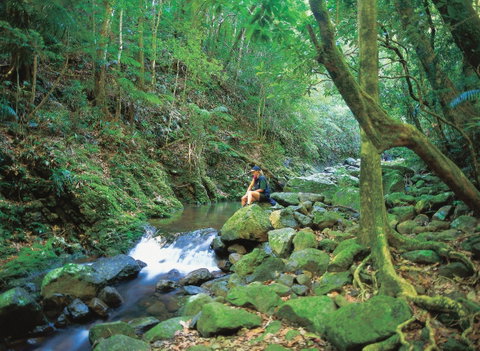 Binna Burra, Lamington National Park - Whitsundays Accommodation 2