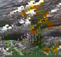 Dawn Atwell Nature Reserve - Whitsundays Accommodation