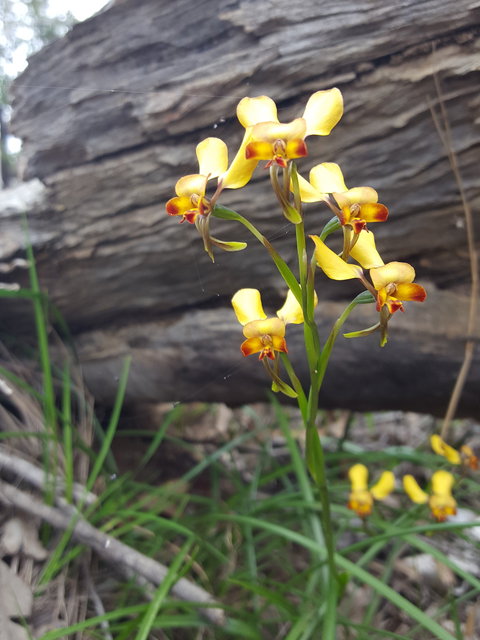 Dawn Atwell Nature Reserve - Whitsundays Accommodation 0